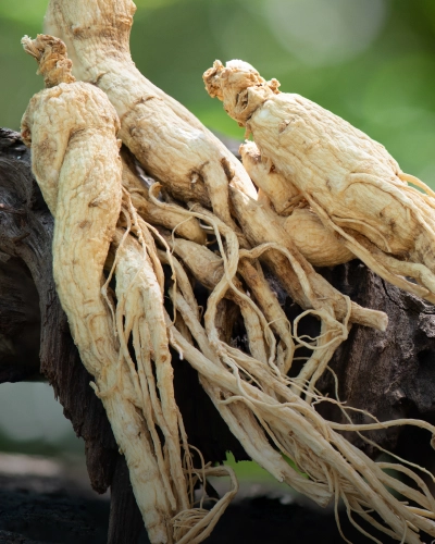 Ginseng Dry Extract 